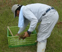 貴重植物の移植作業