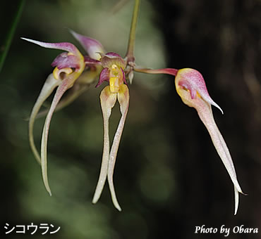 シコウラン指甲蘭ノグチゲラヤナンバルクイナイシカワガエル
